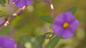 紫色的花朵随风移动