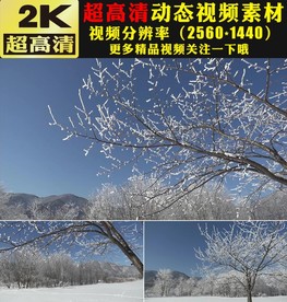 冬季雪景雪山云海白雪雪松视频
