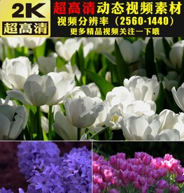 2K春暖花开春天美景视频素材