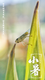 夏季动物昆虫小暑节气摄影海报