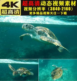 蓝色海底世界海龟游动视频素材