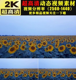 向日葵太阳花花海植物实拍视频