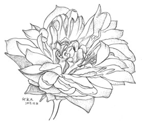 荷花白描写生图