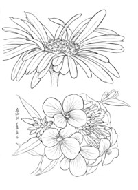 野菊花线描