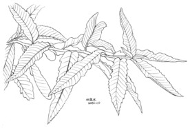 绿玉葱葱的树叶