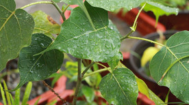 雨中的菩提树视频