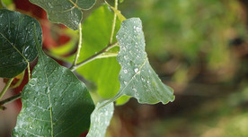 高清雨点打在菩提树叶上视频