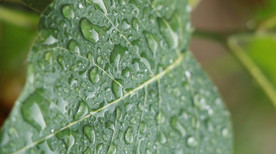 高清雨点打在菩提树叶上视频