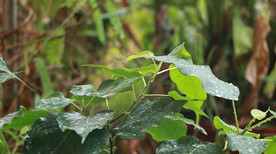 高清雨点打在菩提树叶上视频