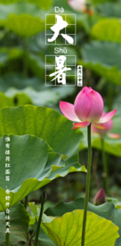 大暑夏季节气海报荷花摄影照片