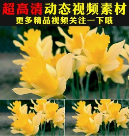 野外大自然金黄鲜花花朵实拍视频