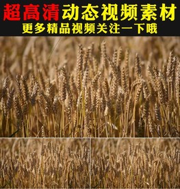 秋季丰收风吹麦浪麦子视频