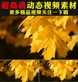 小清新枫叶枫树林实拍视频