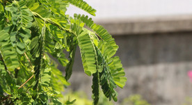 广东凉茶鸡骨草视频