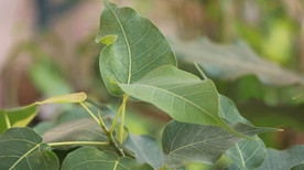 高清菩提树视频