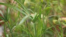 风车草庭院园艺盆景视频