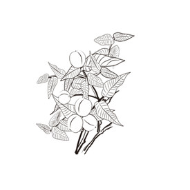 核桃核桃树手绘