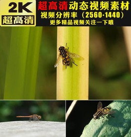 昆虫蜻蜓蜜蜂特写视频实拍