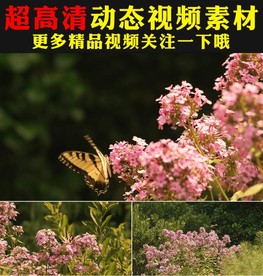 春天草地小草鲜花绽放实拍视频