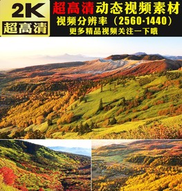 高山森林树木小草蓝天白云视频