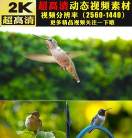 鸟类蜂鸟百灵鸟翠鸟飞翔视频