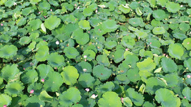 超清唯美夏季荷花池视频