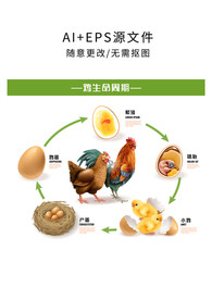 矢量鸡生命周期