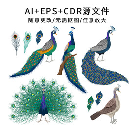 手绘卡通矢量孔雀