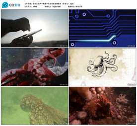 移动互联网手机数字生活章鱼视频