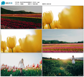 郁金香花海 航拍实拍视频素材