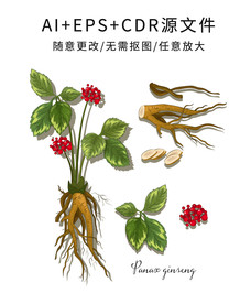 矢量手绘卡通中药人参