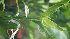 观音竹绿色植物视频