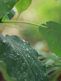 高清雨点打在菩提树叶上的视频