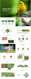 各种好看的鸟儿动态PPT模板