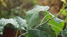 高清雨点打在菩提树叶上的视频