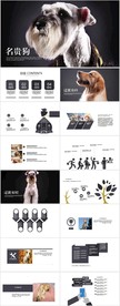 名贵狗宠物医院宠物食品PPT