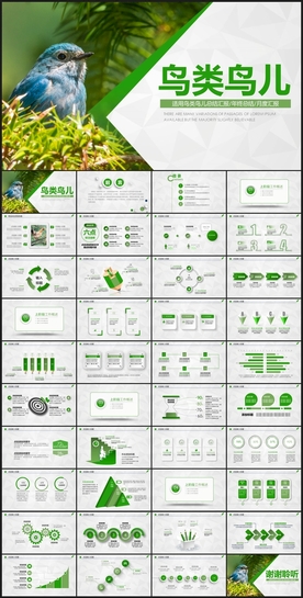 鸟类鸟儿动态PPT模板
