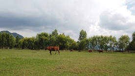 高清实拍草场上走过的一只牛