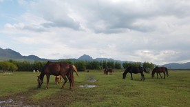 4K拉市海草场马匹吃草，湿地