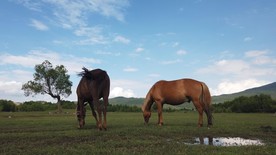 4K拍摄草原情侣马吃草画面