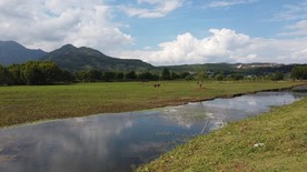 拉市海湿地草场，马儿吃草地