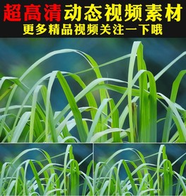 植物树叶视频