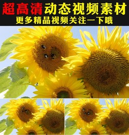向日葵太阳花花海植物实拍视频