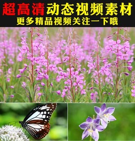 小清新蝴蝶飞舞鲜花盛开春天视频