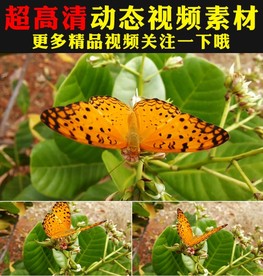 实拍蝴蝶采花粉鲜花盛开春天视频