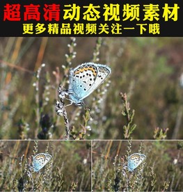 实拍蝴蝶采花粉鲜花盛开春天视频