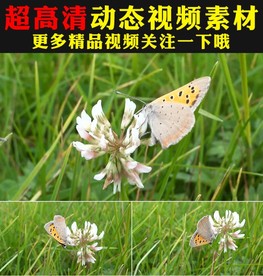 实拍蝴蝶采花粉鲜花盛开春天视频