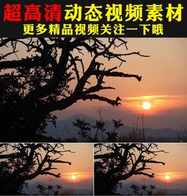 金色阳光夕阳斑驳树影摇曳视频