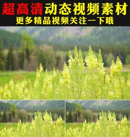 小清新绿叶阳光森林树叶光晕视频