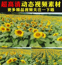 向日葵太阳花花海植物实拍视频